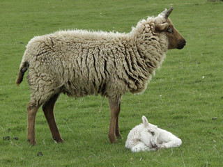 Lamb and Mother