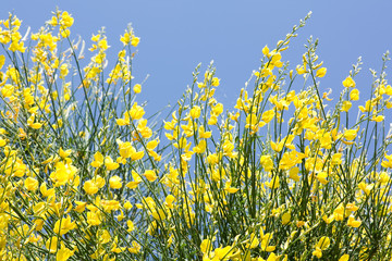 Yellow Ginestra