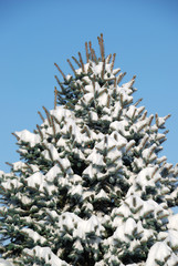 Background from a fur-tree covered with snow