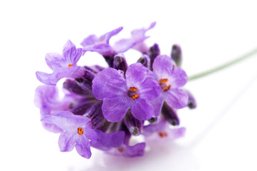 Fototapeta premium lavender flower on the white background
