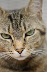 Naklejka premium tête de chat tigré aux yeux verts