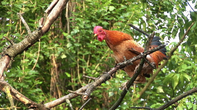 Rooster crowing on the tree