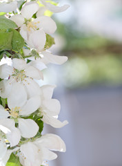 apple blossom close-up. White flowers