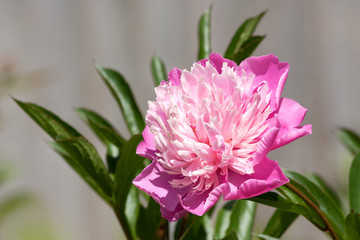 Glorious pink peony against a grey wall
