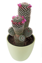 Kaktus mit Blüte