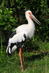 woolly-necked stork