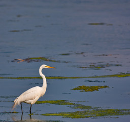 Obraz premium Great White Egret