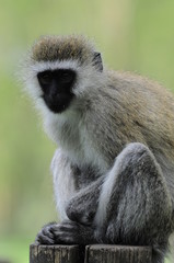 Vervet monkey (Cercopithecus aethiops) at lake Nakuru, Kenya