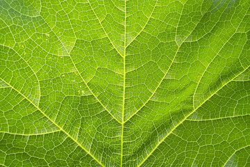 Green leaf