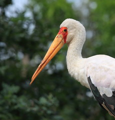 portrait de l'ibis tantale