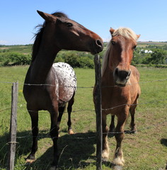 couple de chevaux de ferme