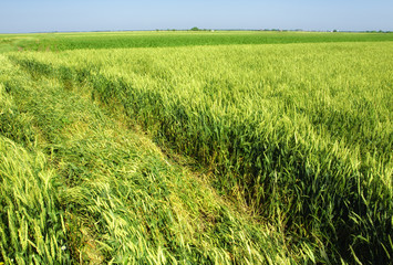 fluttering green field of wheat on sunny day