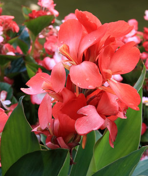 fleurs de gla&iuml;euls et ros&eacute;e