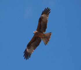 bird