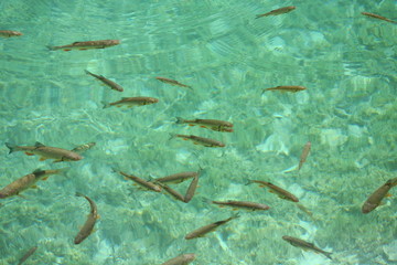 Fishes