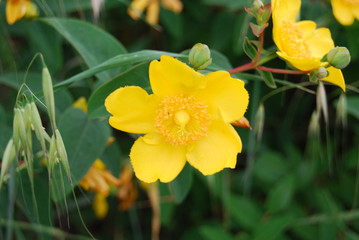 fiore giallo