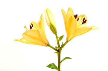 orange lily © maxulinko