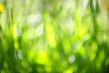 Blurred green background