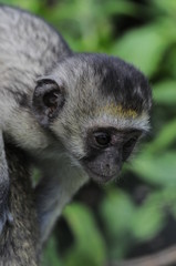 Vervet monkey (Cercopithecus aethiops) at lake Nakuru, Kenya