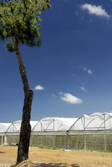 Fototapeta premium Serre