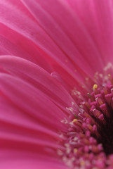 Obraz premium Macro background of beautiful gerbera flower