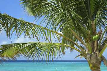 Fototapeta na wymiar Coconut Palm Against Caribbean Sea and Blue Sky