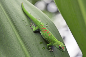 Green gecko