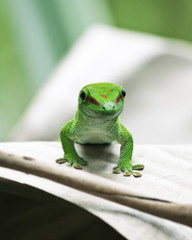 Green gecko