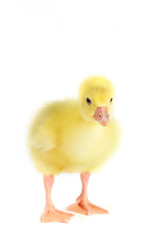 Little yellow fluffy duckling