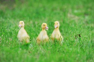 three fluffy chicks
