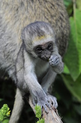 Vervet monkey (Cercopithecus aethiops) at lake Nakuru, Kenya