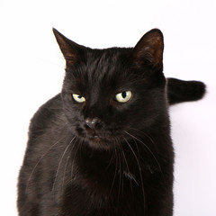 Black cat on white background