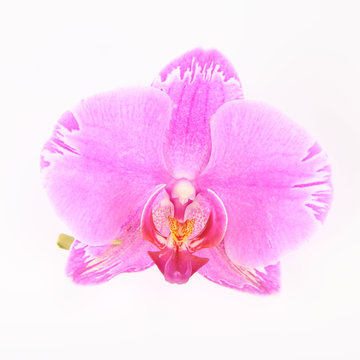 Single flower of Pink Orchid over white