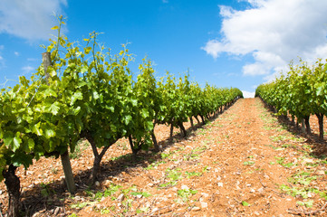 Fototapeta na wymiar Vineyard in La Rioja