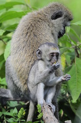 Vervet monkey (Cercopithecus aethiops) at lake Nakuru, Kenya