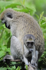 Vervet monkey (Cercopithecus aethiops) at lake Nakuru, Kenya