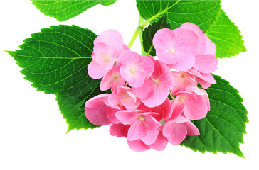 Pink Hydrangea