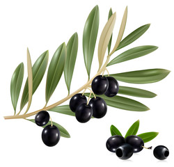 Photo-realistic vector illustration. Black olives with leaves.