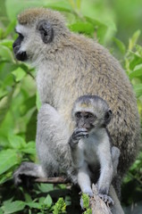 Vervet monkey (Cercopithecus aethiops) at lake Nakuru, Kenya