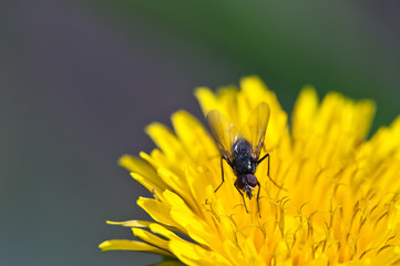 summer flower