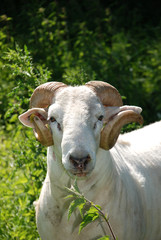 Obraz premium Ziegenbock auf Wiese