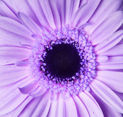 Obraz premium African daisy