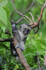 Vervet monkey (Cercopithecus aethiops) at lake Nakuru, Kenya