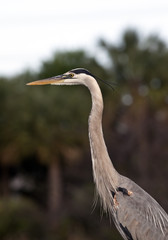 Great Blue Heron in early spring
