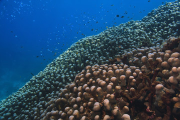 Fototapeta premium Field of coral