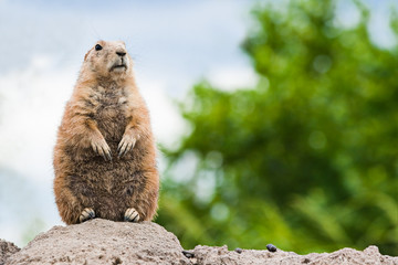 Prairie dog standing watchful on burrow