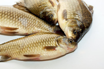 fresh crucian isolated on white background