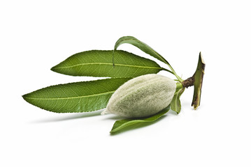 Almendruco con hojas de almendro.