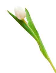Fototapeta premium white tulip