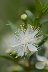 ギンバイカの花